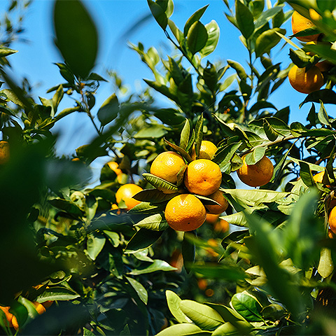 农业遥感水分胁迫监测示例图