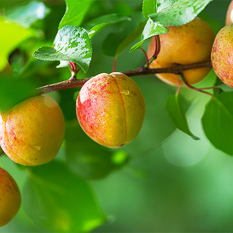 卫星遥感病虫害识别案例图