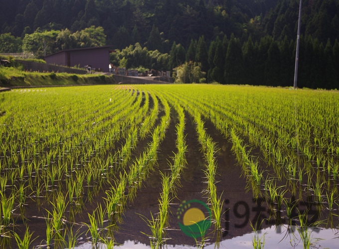贵州水稻产量预测模型应用示范案例图